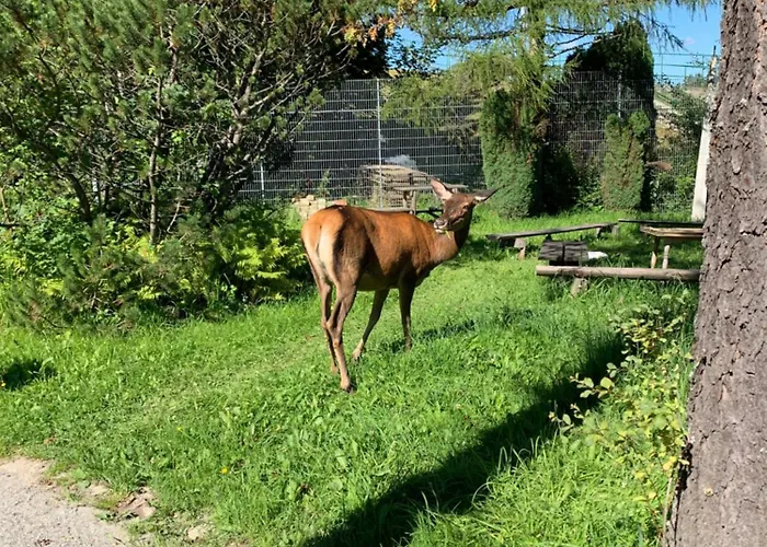 Domek na skarpce Zakopane | 2★